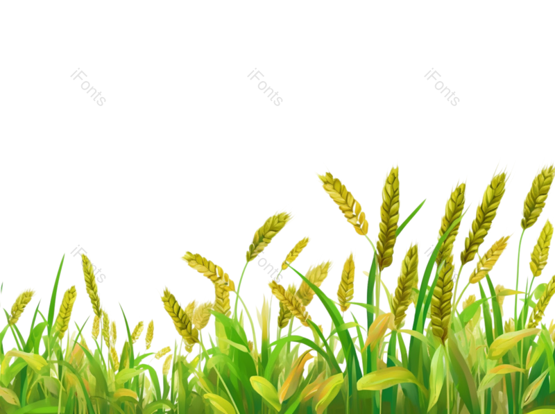 装饰图片,芒种元素,元素PNG,小满免抠素材